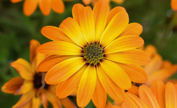 Extrait de calendula