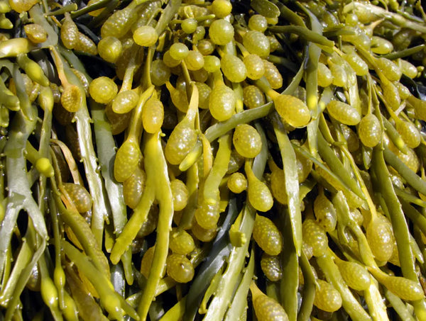 Algue brune (Ascophyllum Nodosum)